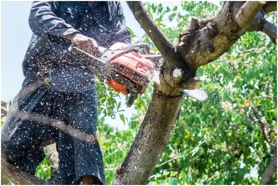 tree services Salado